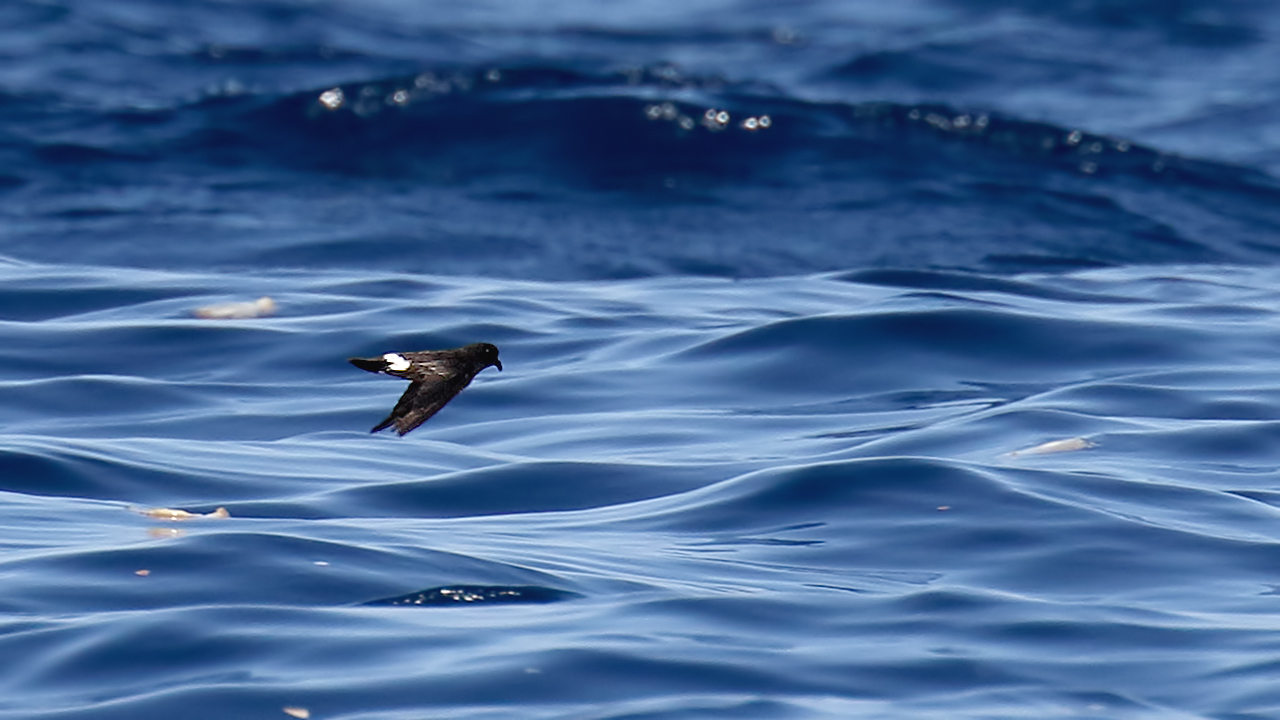 European Storm-Petrel